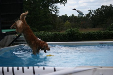 Chilli Dock Diving