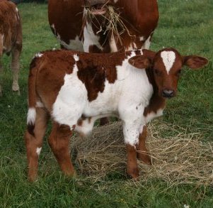 purebred bull, 3 weeks