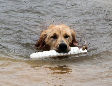 Shimmer doing a land retrieve