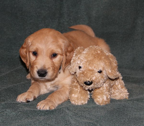 Copper at 5 weeks