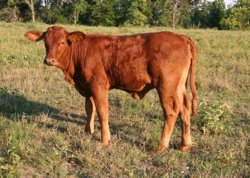 PB heifer, 4 months