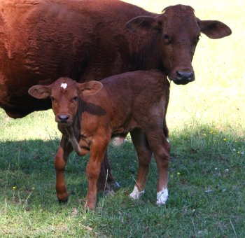 Heifer with first calf