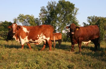 cow herd