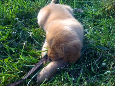 puppy in the grass