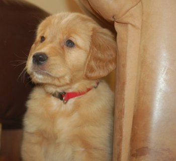 puppy