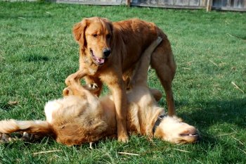 dogs wrestling