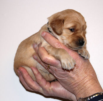 puppy at 3 weeks