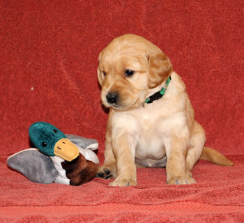 puppy at 4 weeks