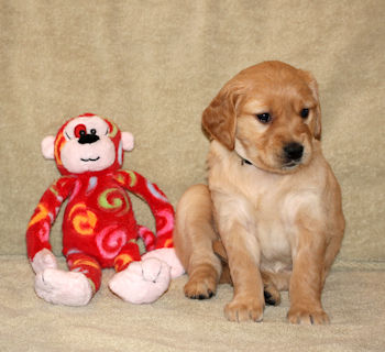 puppy at 5 weeks