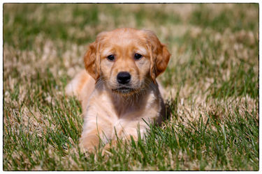 Daisy at home