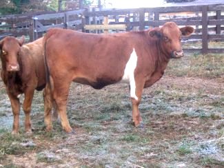 2X heifer, 15 months