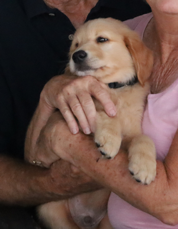 puppy at 7 weeks