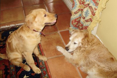 Puppy with older dog