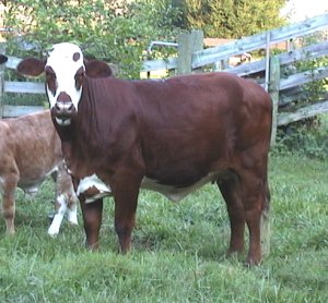 Beefmaster Cow