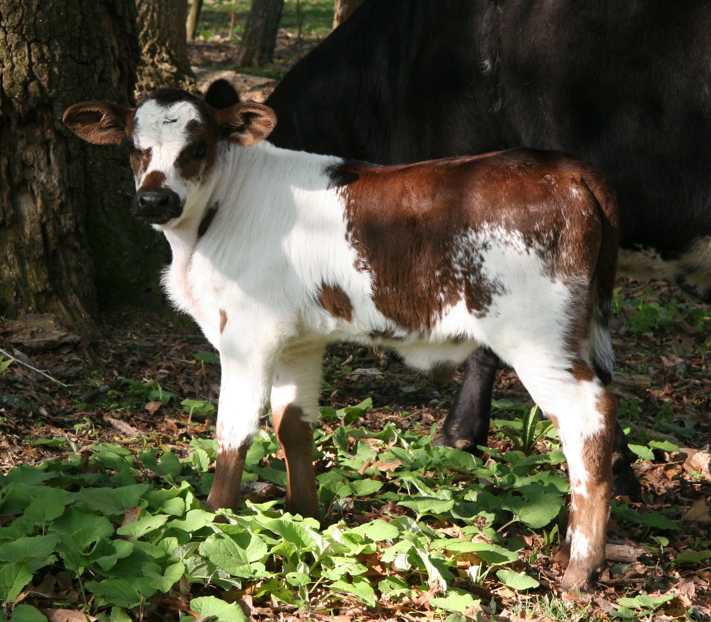 Fern Hill Cattle For Sale