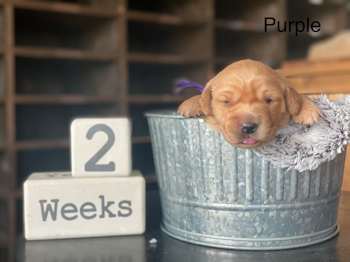 puppy at 2 weeks