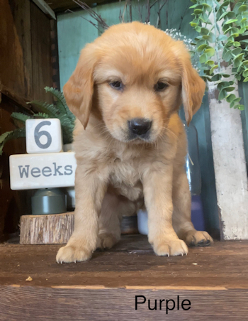 puppy at 6 weeks