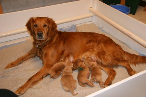 puppies nursing