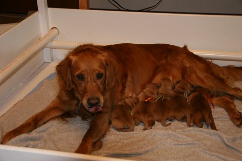 puppies nursing