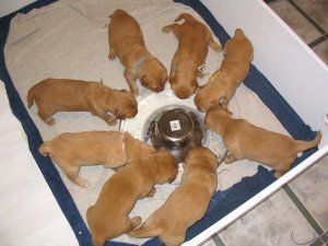 Pups eating from feeder, 3 weeks