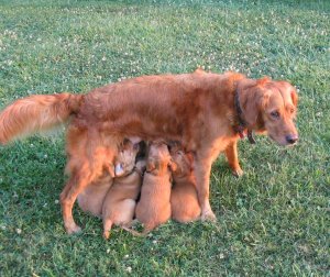 Pups feeding, 5 weeks