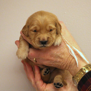 puppy at 2 weeks