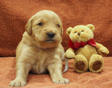 puppy at 3 weeks