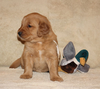 puppy at 4 weeks