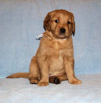 puppy at 5 weeks