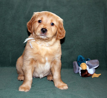 puppy at 6 weeks