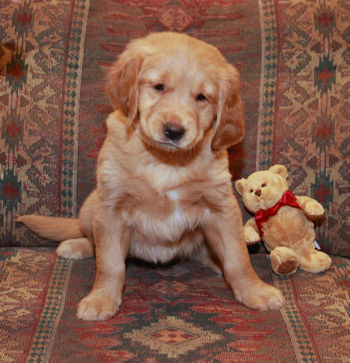 puppy at 7 weeks