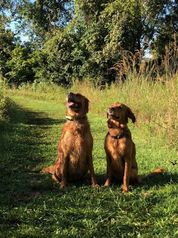 Finley and Lucy together, Fall 2020