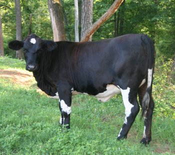 PB heifer, 14 months