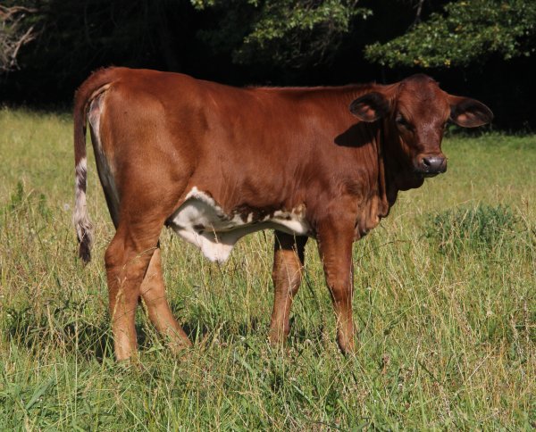 PB heifer, 3.5 months