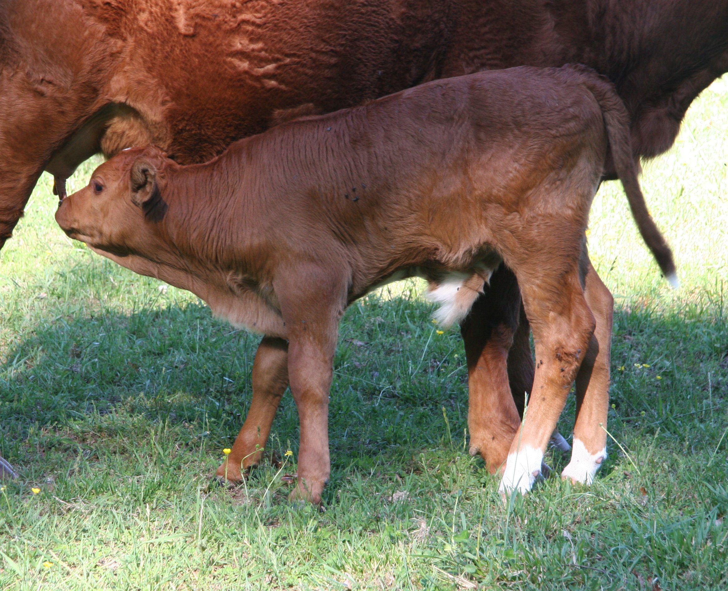 PB bull, 3 weeks