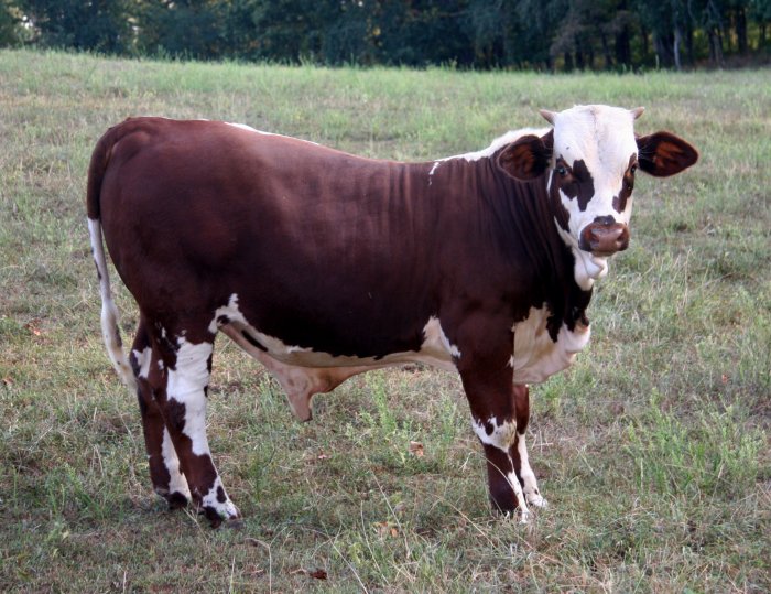 purebred bull, 6 months