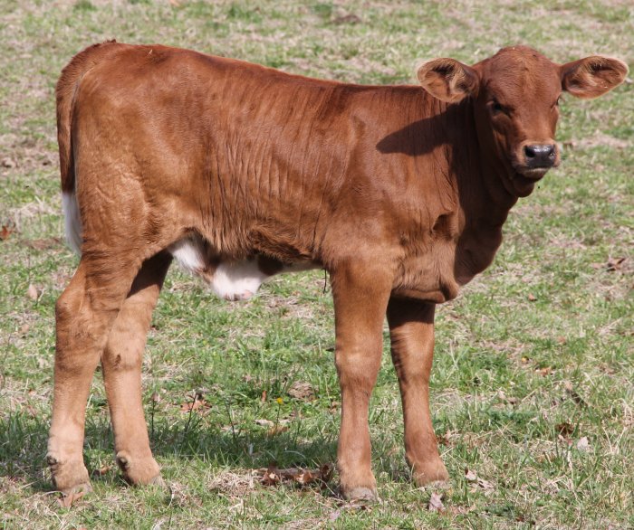 PB heifer, 6 weeks