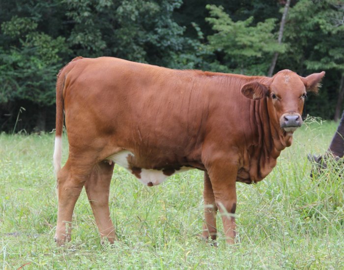 PB heifer, 6 months