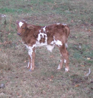 purebred heifer, 1 day