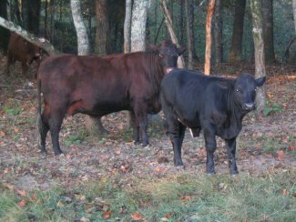 purebred heifer, 5 months