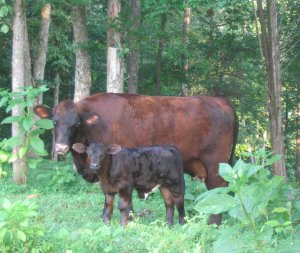 2nd Cross Black Brindle Beefmaster