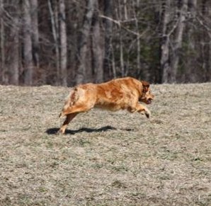 chasing the bumper