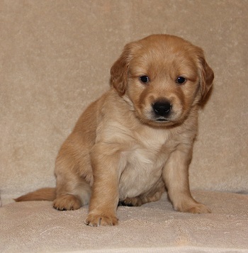 puppy, 5 weeks