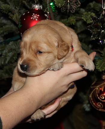 puppy at 3 weeks