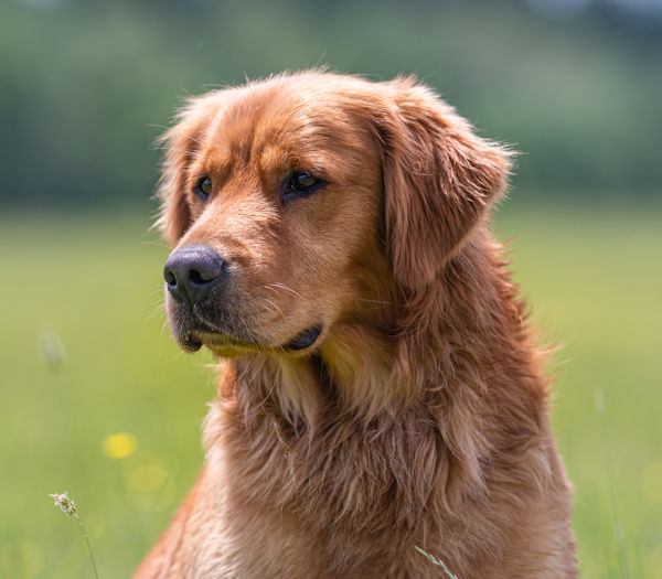 age golden retriever can sire