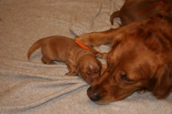 puppy with mother