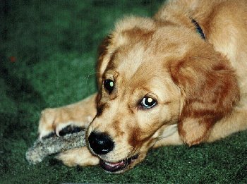 hilfy as a puppy