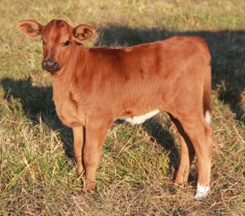 PB heifer, 3 weeks