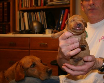 5-day old puppy