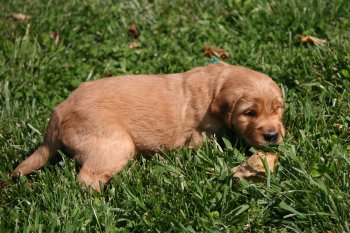 puppy in grass